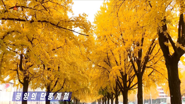 평양시 거리들 단풍 절정 … 작년보다 짙게 들어