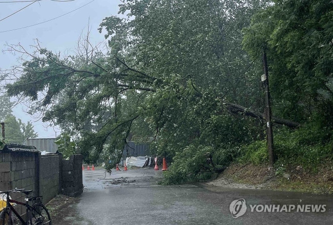 강릉서 강풍과 폭우에 쓰러진 나무